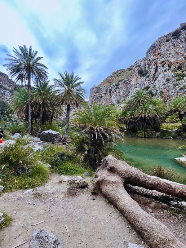 Palmový háj na Preveli pláži na jižní Krétě