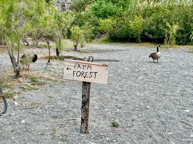 Ukazatel směrem k palmovému háji na pláži Preveli, v pozadí dvě husy u laguny
